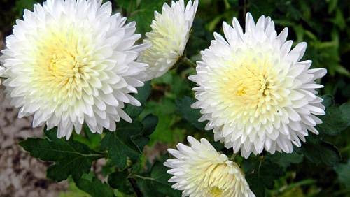 Graines de chrysanthème araignée blanche paquet de 100 graines