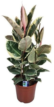 Ficus Elastica Tineke – Ø 27 cm – 85 cm