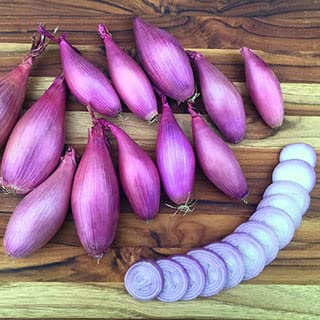Park Seed Echallion Creme Brulee Hybrid Shallot Seeds – AAS Winner, Early-Maturing Banana Shallots with Sweet Citrus Flavor, Long Storage, Easy to Peel, Ideal for Spring Gardens – Pack of 100