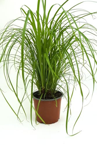 Katzengras ~ Cyperngras Zimmerpflanze, Haustierfreundlich für deine Katze, Hamster & Co.