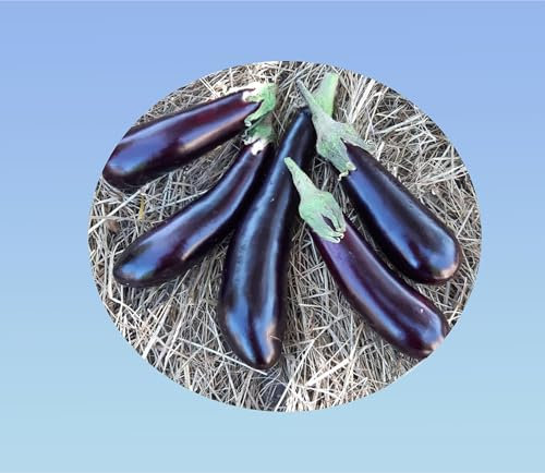 300 graines d' Aubergine Violette - eggplant - saveur delicate - planete graines