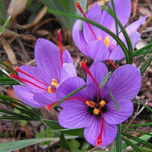 Votaniki Saffron Crocus Bulbs - Long Lasting, Enhance Garden with Exquisite Flavor | Harvest Spice at Home - Easy to Grow and Low Maintenance (200 Pack)