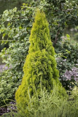 Thuja occidentalis 'Golden Smaragd' 40–60 cm – Winterhart, Immergrün, Pflegeleicht – Lebensbaum – Heckenpflanze für Garten & Sichtschutz