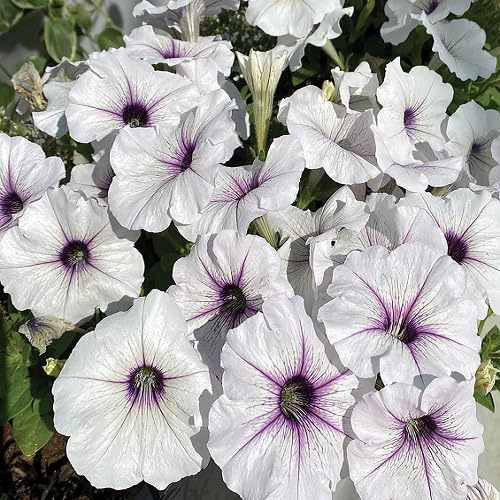 100 semi di petunia bianchi