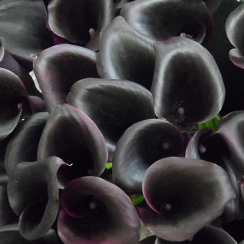 Perfekte Schnittblumen,Lebende Pflanzen,Zierblumen,Natürlich,Calla Pflanze Zwiebeln,Winterharte Zwiebeln,Calla-Zwiebeln,Hochzeitsblumen,Seltene Pflanzen-10 Zwiebeln-E