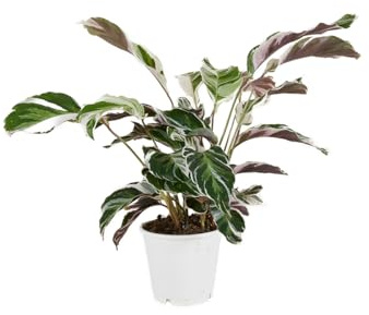 Bloomique - Calathea White Fusion - Korbmarante - Zimmerpflanzen - Pflegeleicht - Luftreinigend - Höhe 40-50 cm - Topf 14 cm