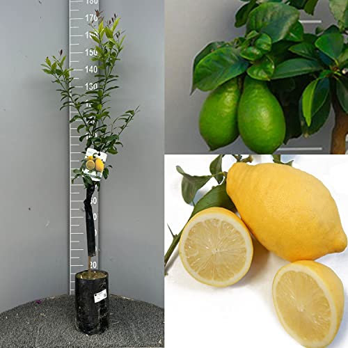 SAVINI VIVAI Citronnier, agrume, citron Lunario en phytocelle, hauteur 100-120 cm greffé pendant 1 an, fabriqué en Italie