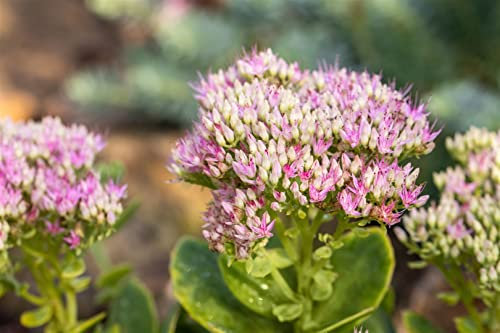 Sedum spectabile 'Carmen' 11x11 cm Topf – Winterhart, Mehrjährig, Pflegeleicht – Fetthenne – Staude für Steingarten & Beet