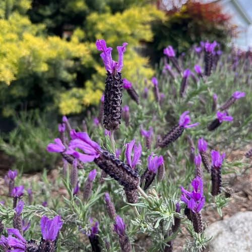 Semillas de lavanda orgánicas, lavandula angustifolia de silvestres perennes resistentes de lavanda, perenne resistente de interior, 20pcs