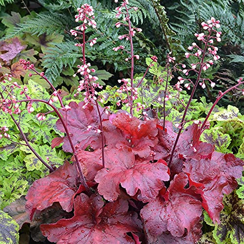 Heuchera Fire Chief, des plantes vivaces de jardin en pot de fleurs, pour un jardin extérieur.
