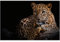 Yuefa Art Wilde Jaguare mit Baby Jaguar Leinwand Malerei Wandkunst Poster und Drucke Familie Tiere Dekor Bilder für Wohnzimmer 30x45cm (12x18in) Rahmenlos
