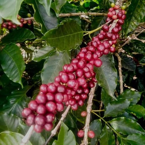 Plant World Seeds - Coffea Arabica 'Villa Sarchi' (Coffee) Seeds (Exotic Tree & Shrub Seeds)