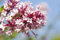 Syringa microphylla 'Superba' 60-80 cm - Zwergflieder, rosa Blüten, Blütezeit Mai-Juni, duftend, ideal für kleine Gärten, pflegeleicht und winterhart