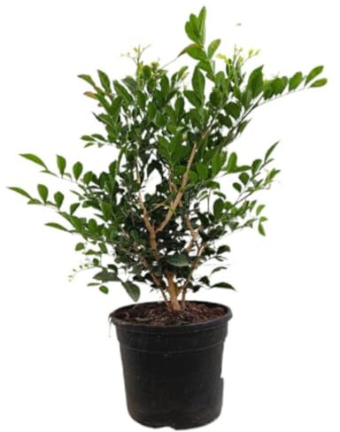 Planta natural Murraya Paniculata, 50 cm. Jazmín naranja, mirra. Arbusto perenne con hojas brillantes y flores blancas fragantes. Segura Garden.