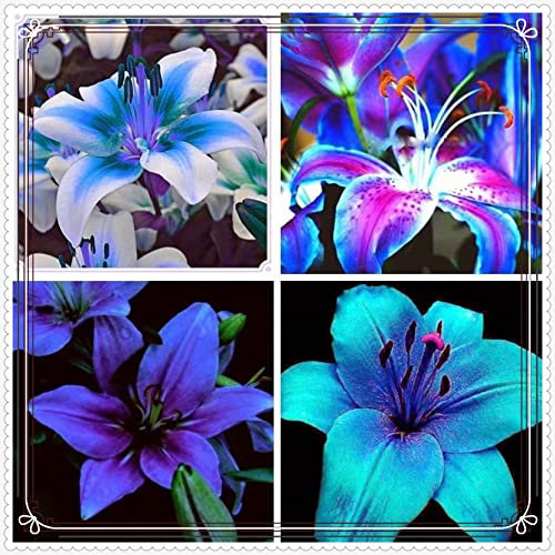 Winterhart MehrjäHrig,Mehrjährige Stauden,Lilien Blumenzwiebeln,Ideale Garten Pflanzen,lilium zwiebeln,Gardeners Dream Winterharte Pflanzen,Balkon Pflanzen & Kübelpflanzen-2zwiebeln-b