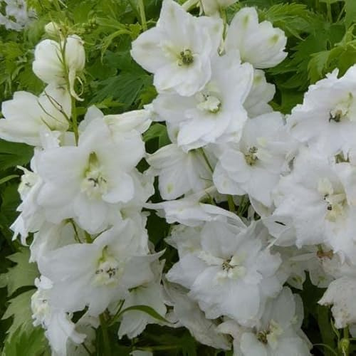 6x Speronella – Delphinium 'Galahad' – Vaso 9x9 cm – fioritura bianca giardino