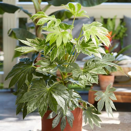 YouGarden Fatsia Japonica 'Spider's Web', Established Plant in 3L Pot, Grow Your Own in Gardens, Perfect for Pots and Containers, Supplied as an Established Plant