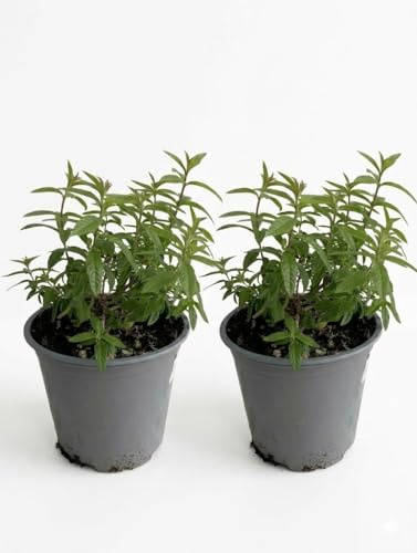 2 piante di Lippia o Erba cedrina su vaso cm 14 MODIPITRE
