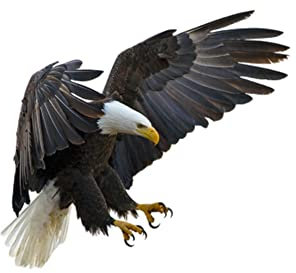 Bildekal 3D örn, Asudaro bildekal djur örn PVC dekal vattentät laptop dekal 3D personlig bil dekal rolig realistisk dekal örn fågel vingar bildekal
