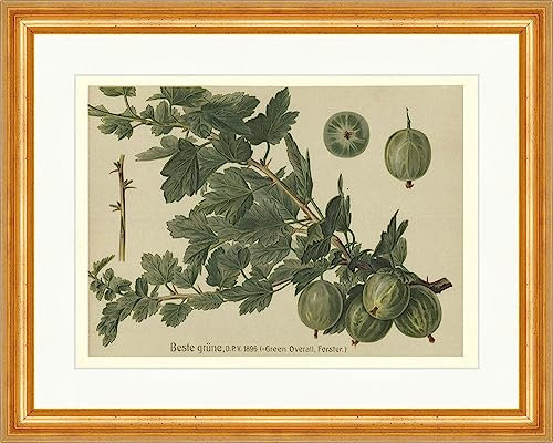 Biller Antik Mejor Verde Mono Verde Grosella espinosa Arbusto Faks_Frutas Variedades 24 Enmarcado