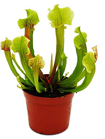 Exotenherz - Schlauchpflanze - Trompetenkrug-Pflanze - Sarracenia smoorii - Fleischfressende Pflanze - 9cm Topf
