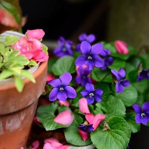 Duftveilchen winterhart pflanze - samen winterharte stauden pflanztopf zimmerpflanze Duftveilchen samen winterhart winterfeste pflanzen für kübel bonsai samen gewächshaus balkon 150pcs