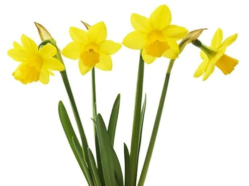 Narciso Bulbo Flores Amarillas para Terraza y Jardín