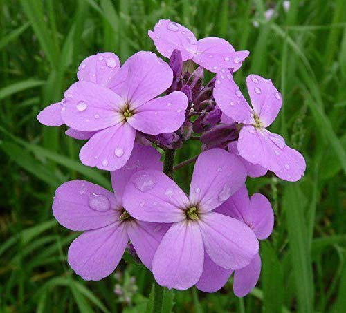 Purple Dames Rocket Seeds - Lilac purple blooms - So Beautiful!!(300 - seeds)