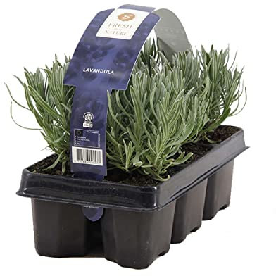 Bloomique - 12er Set - Lavandula Angustifolia - Lavendel Pflanze Winterhart - Duftlavendel - Gartenpflanzen Winterhart - Mehrjährig - Höhe 10-20 cm