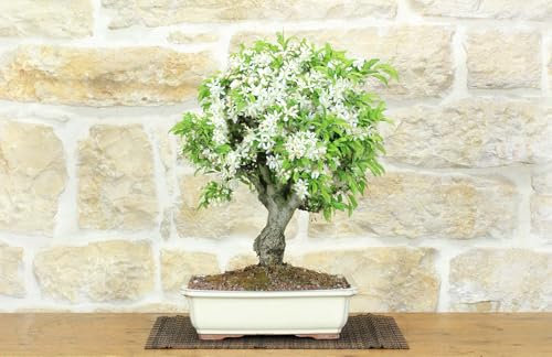 Bonsaï de pommier Micromalus (44)