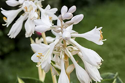 Hosta sieboldiana 'Great Expectations' 11 cm Topf – Winterhart, Mehrjährig, Pflegeleicht – Funkie – Staude für Schattenbeet & Kübel