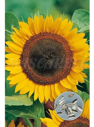 Semillas de Girasol para Pipas DECOALIVE Fáciles de Cultivar en Casa