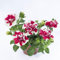 100 semi di petunia rossa