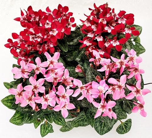 POWERS TO FLOWERS - CICLAMINO DIXIE ROSA e ROSSO, VASO 12CM, 4 PIANTE, piante vere