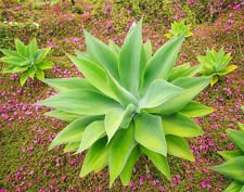 Rare Foxtail agave attenuata agave senza spina dorsale Succulente Aloe Sementi delle piante 15 semi