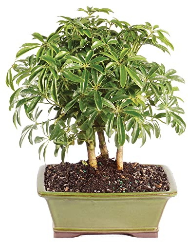 Brussel's Bonsai Live Hawaiian Umbrella Indoor Bonsai Tree - 3 Years Old; 7 to 10 Tall with Decorative Container