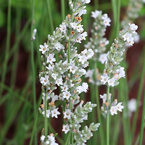 Lavandula angustifolia 'Arctic Snow' Hardy Perennial Evergreen Shrubs Unusual Pure White Flowers Garden Plants Lovely 5X 9cm Pots by Thompson and MorganFragrance Beautiful Cut Flower 1 (5)