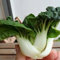 Haloppe 100 Pz Bok Choy Semi di Ortaggi per la Piantagione del Giardino di Casa, Baby Bok Choy Semi Natural Dwarf Pak Choi Semi di Raccolto per Giardino Semi