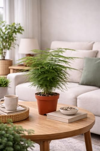 Asparagus setaceus Plumosus – Zierspargel ca. 35 cm – Luftreinigende Grünpflanze – Pflegeleichte Zimmerpflanze für Wohnzimmer, Büro & Bad – Dekorative Rankpflanze im Topf