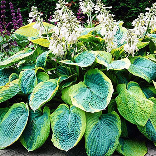 COTTO Jardin Hosta Plante – Rhizome Géant Hosta Frances William – Plantes Exterieur Vivaces Hostas – Bulbes de Fleurs à Planter Exterieur – Bulbe Fleur Résistantes à l'Hiver