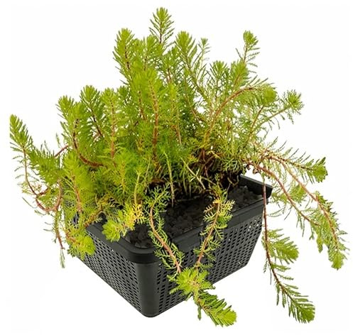 vdvelde․com - Milhojas - Planta Oxigenante - Planta de Estanque - Agua Clara - Anti Algas - Resistente - Biológica - Para Peces - 9 Unidades