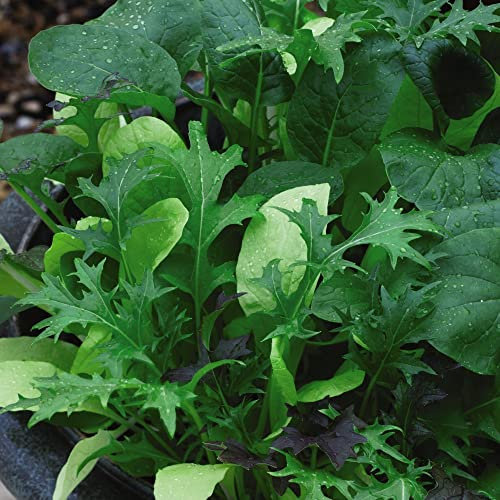 Salad Leaves 'Colourfully Mild Mix' Kew Collection Seeds Mizuna Kotatsuna Pak Choy Choi Hardy Annual Vegetable Plant Easy to Grow Your Own 1x Seed Packet (Approx. 400 Seeds) by Thompson and Morgan