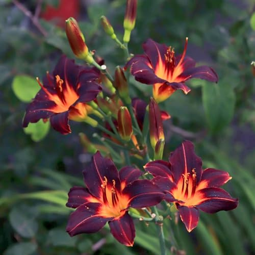 VCUYHKMB Hemerocallis Rizoma - Daylililies Hardy, rizoma perenne azucenas para jardín y balcón-4tubérculos-C