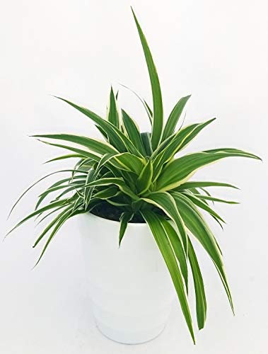 POWERS TO FLOWERS - CHLOROPHYTUM, FALANGIO IN VASO CERAMICA BIANCO A RIGHE, vaso 13cm, pianta vera