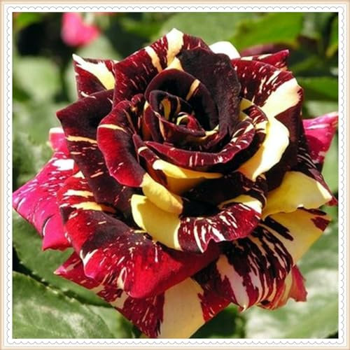 Hybrid-Rosenpflanzen-Zweifarbige Rose – winterharte mehrjährige Strauchrose – geeignet für den Anbau im Garten – einfach zu züchten-1knollen-E