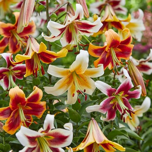 Bulbi di Lilium ORIENTAL-TRUMPET (GIGLI GIGANTI) | Bulbi provenienti dai migliori produttori Olandesi | Esclusiva selezione e controllo qualità | Fioritura garantita. (5 Lilium OT Mix)