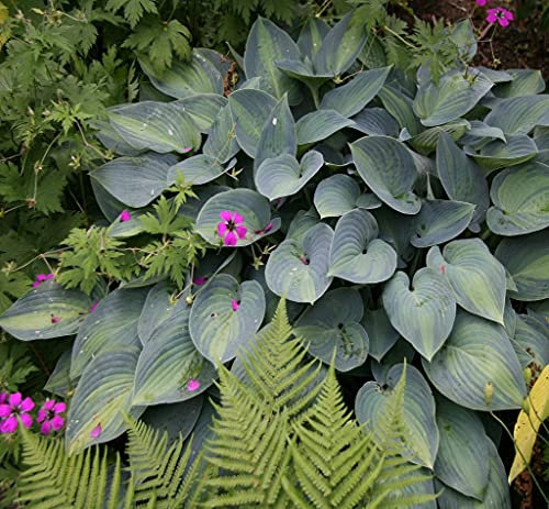 Hosta June Plant in 9cm Pot