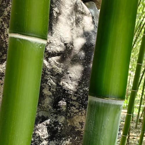 semi di bambù resistenti, prodotti sostenibili bambù, giardino da esterno resistenti giardino roccioso per aiuole rialzate rare 500pcs