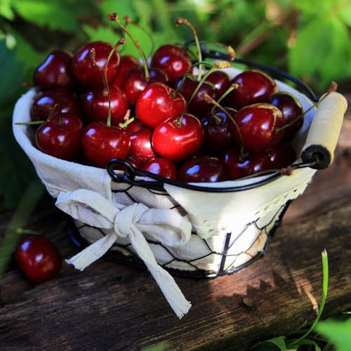 50 pcs Kirschbaum samen hochbeete für garten、gartenpflanzen balkon pflanze、geschenke für gartenliebhaber zimmerpflanzen、säulenobst、schnell wachsender obstbäume、pflanzen winterhart