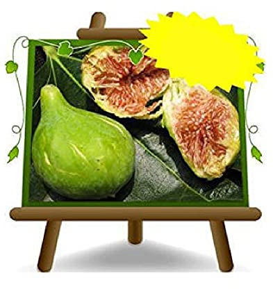 EURO PLANTS VIVAI Fico Dottato - Pianta da frutto Antico su vaso da 26 cm. - *Altezza: 180-200 cm. - Età 4 anni